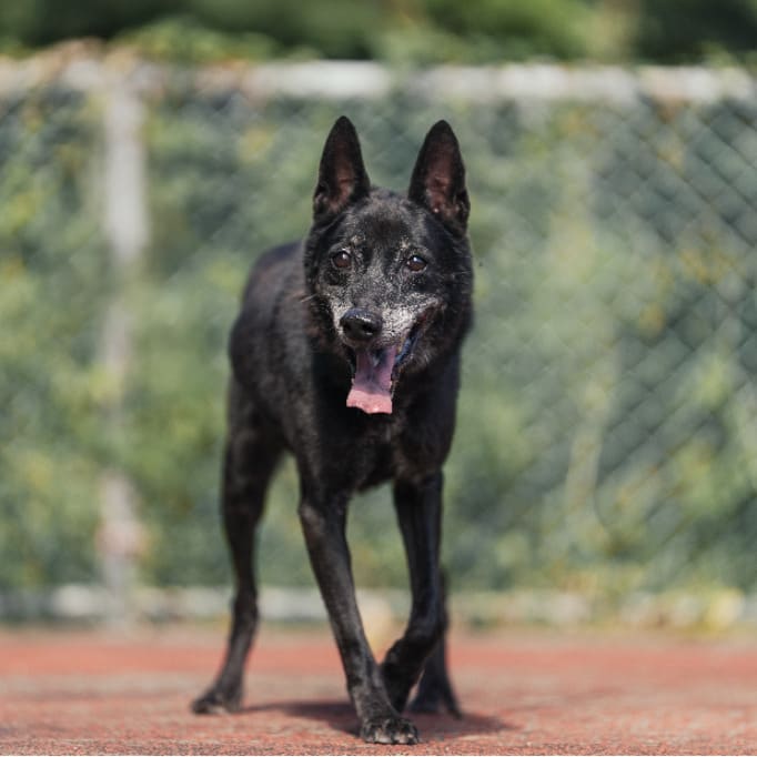 Photo of No. AAADG2024022801, Adult · Male · Medium · Mixed breed