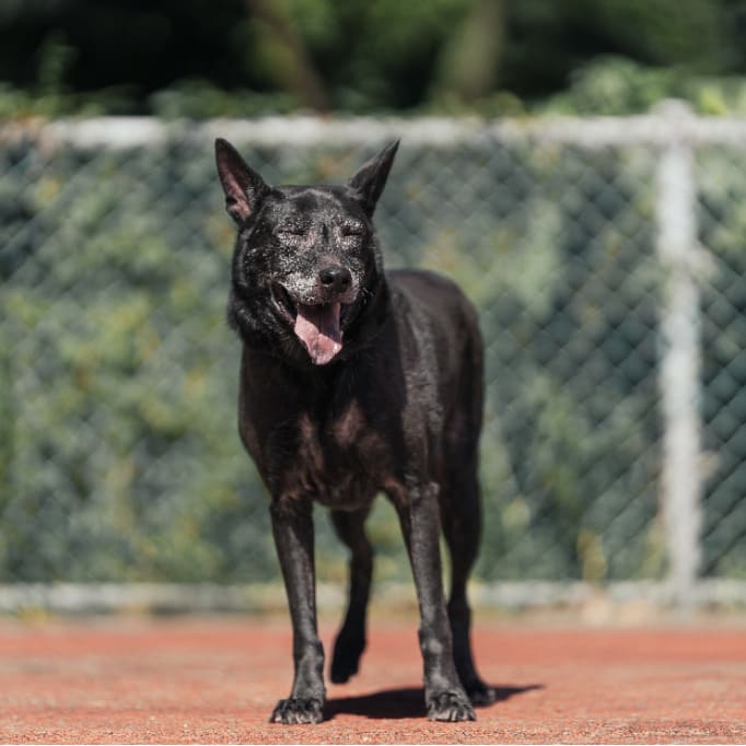 Photo of No. AAADG2017090505, Adult · Male · Medium · Mixed breed