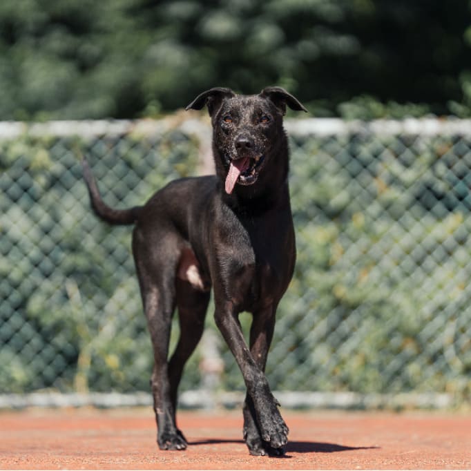 Photo of No. AAADG2021050602, Adult · Male · Medium · Mixed breed