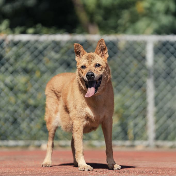 Photo of No. AAADG2021071401, Adult · Male · Medium · Mixed breed