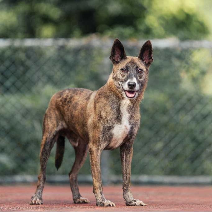 Photo of No. AAADG2019121105, Adult · Male · Medium · Mixed breed