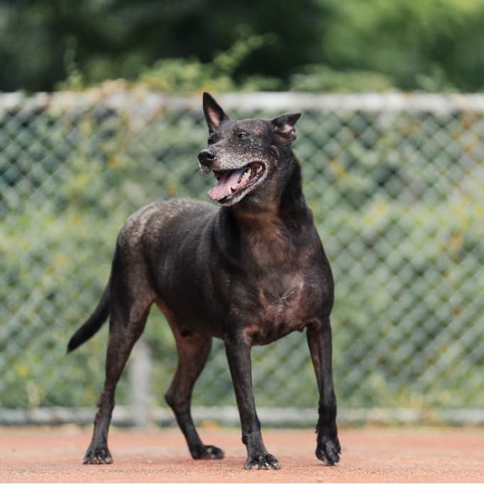 Photo of No. AAADG2021082801, Adult · Male · Medium · Mixed breed