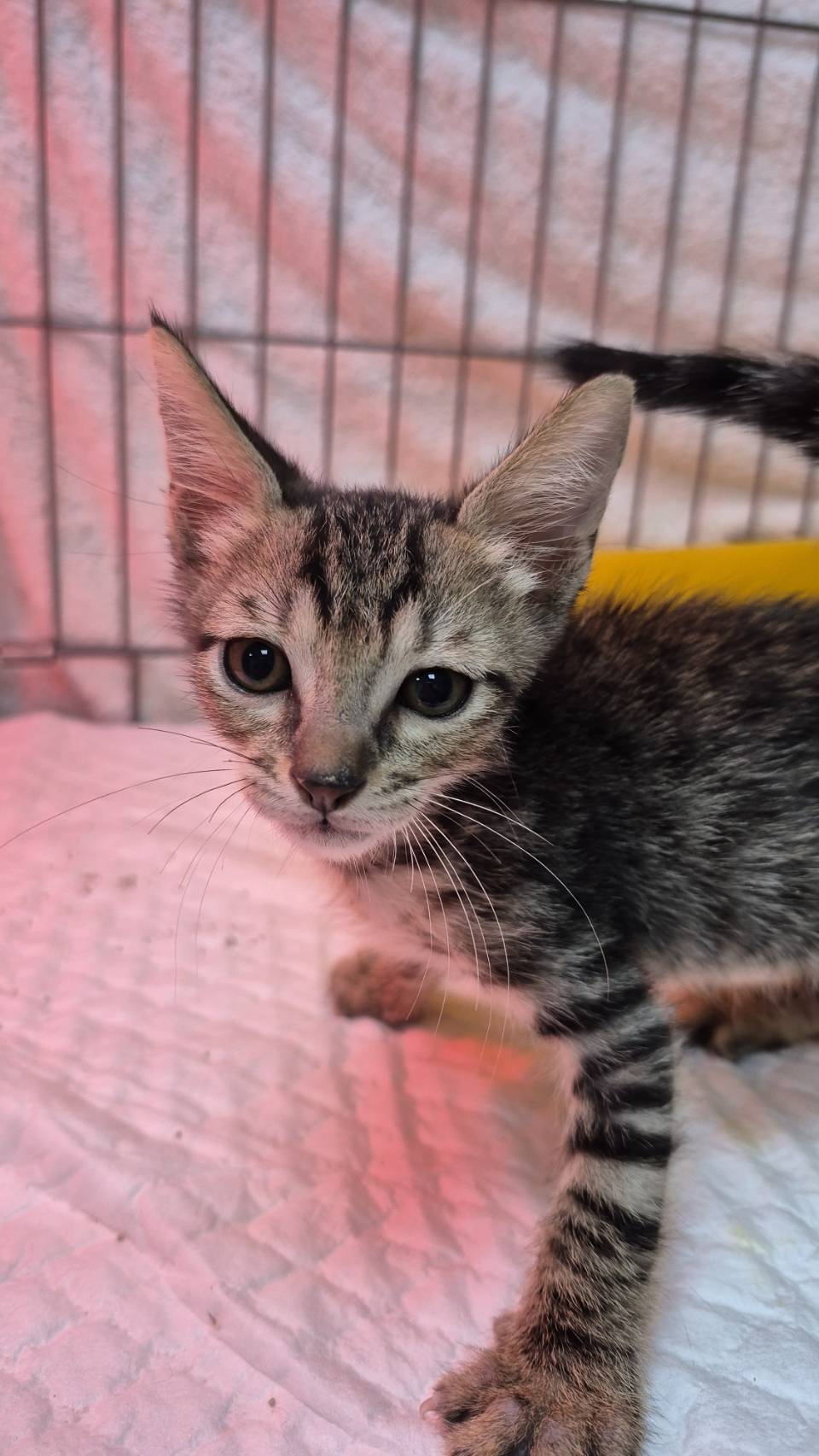 Tabby young male mixed-breed cat, Small, shelter no. …1002