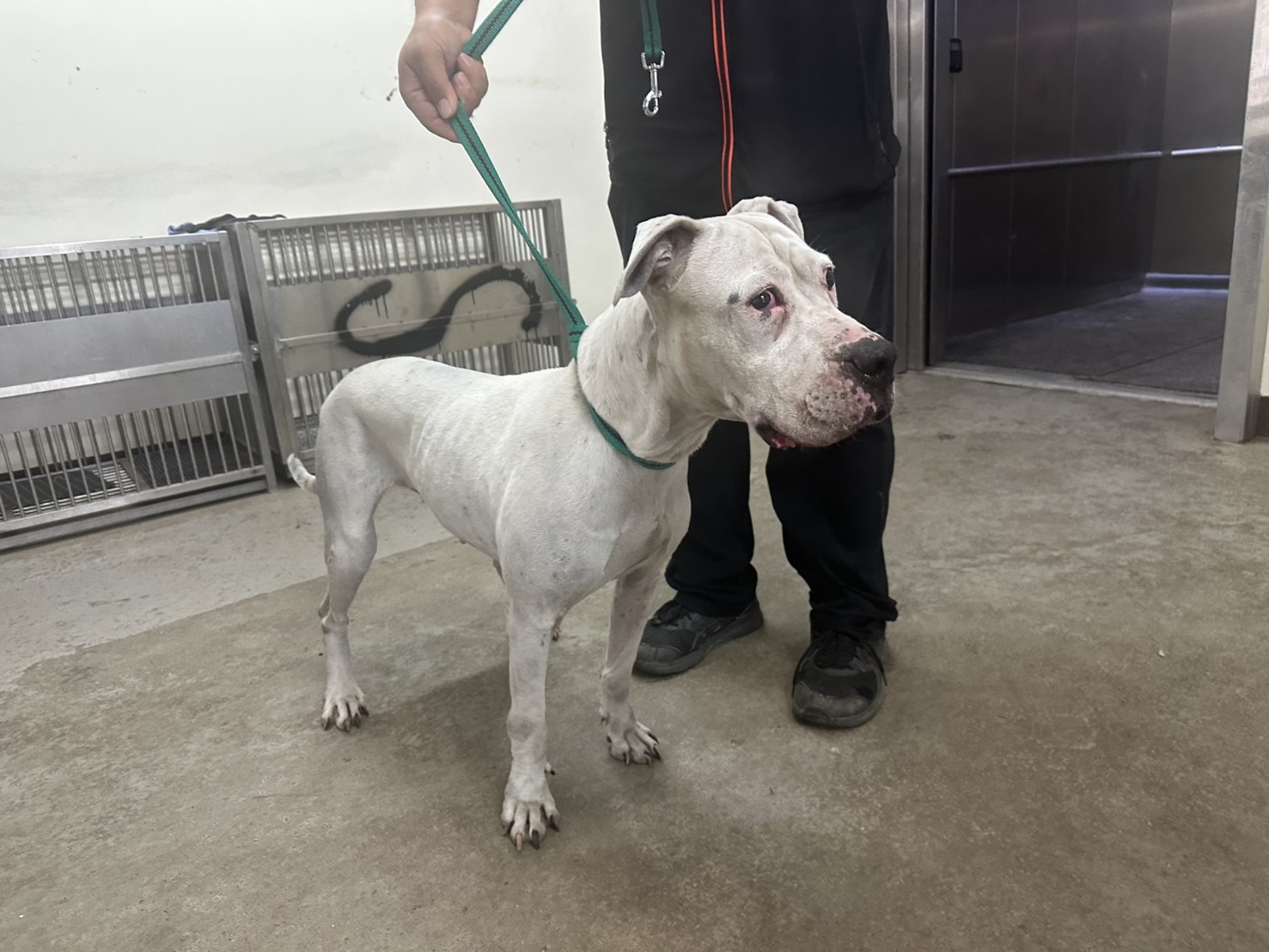 Photo of No. CAAAG1141031001, Adult · Female · Large · Dogo Argentino