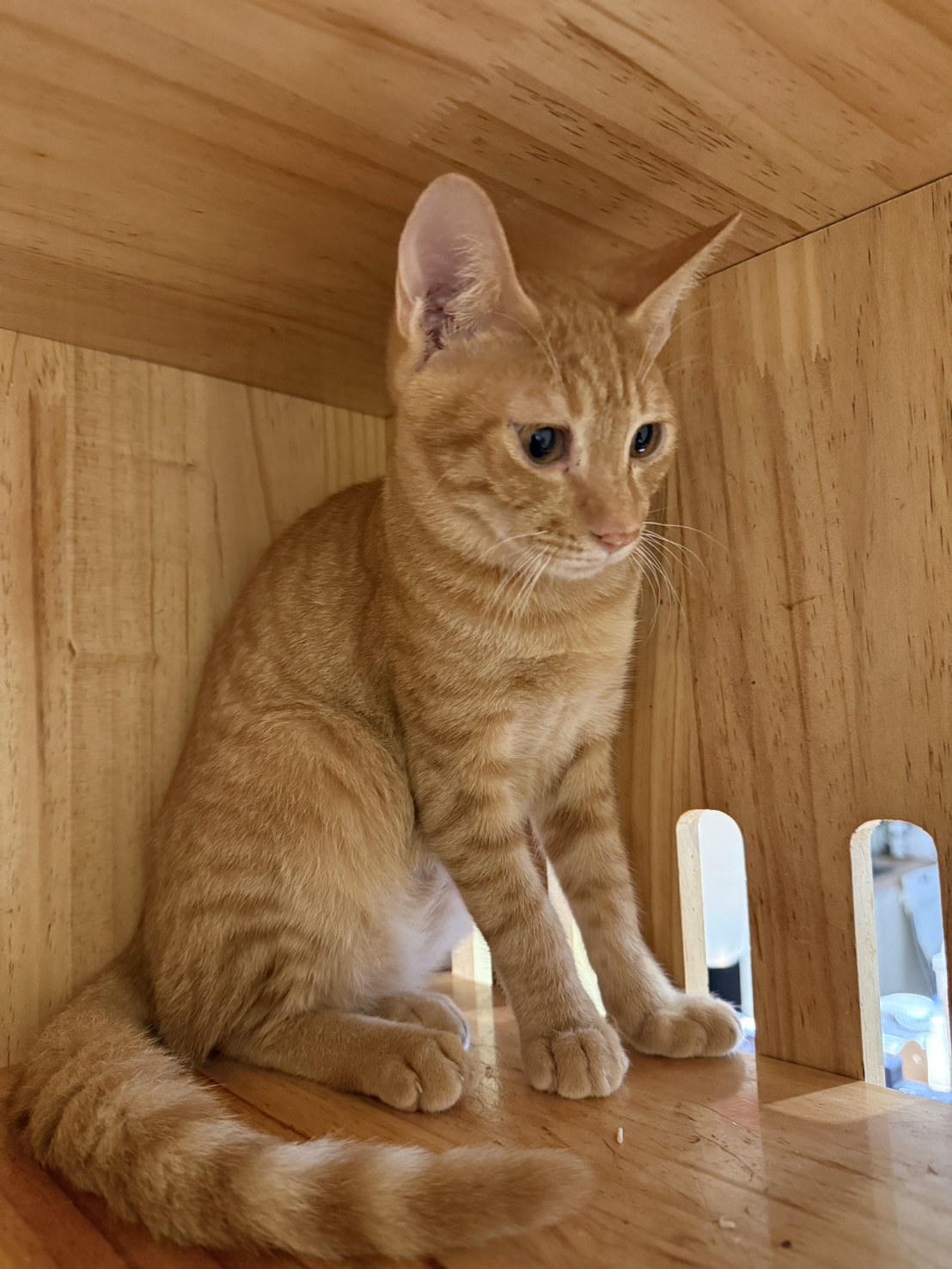 Photo of No. AAAIG1141031005, Young · Male · Small · Mixed breed