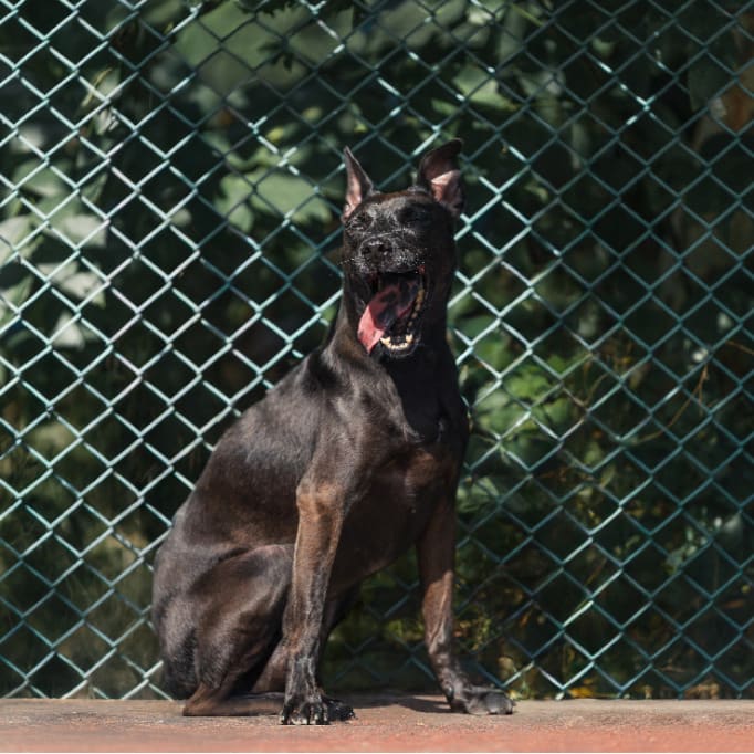 Photo of No. AAADG2019080606, Adult · Female · Medium · Mixed breed