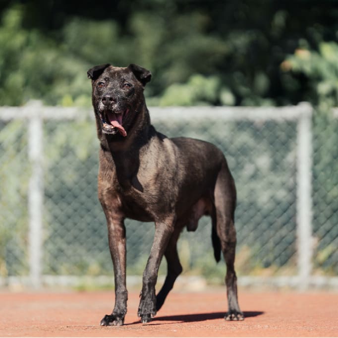 Photo of No. AAADG2020013004, Adult · Male · Medium · American Pit Bull Terrier