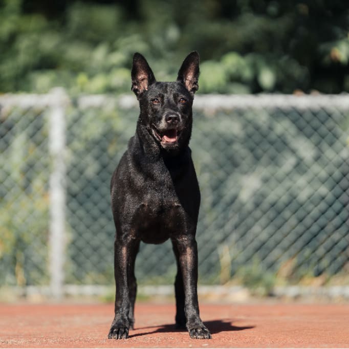 Black adult male mixed-breed dog, Medium, shelter no. …2803