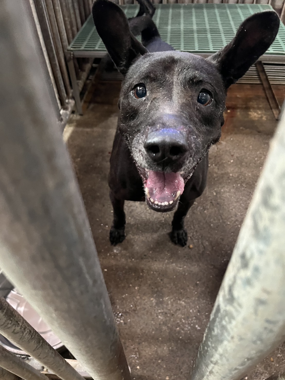 Photo of No. GAAAG1141101002, Adult · Female · Medium · Mixed breed