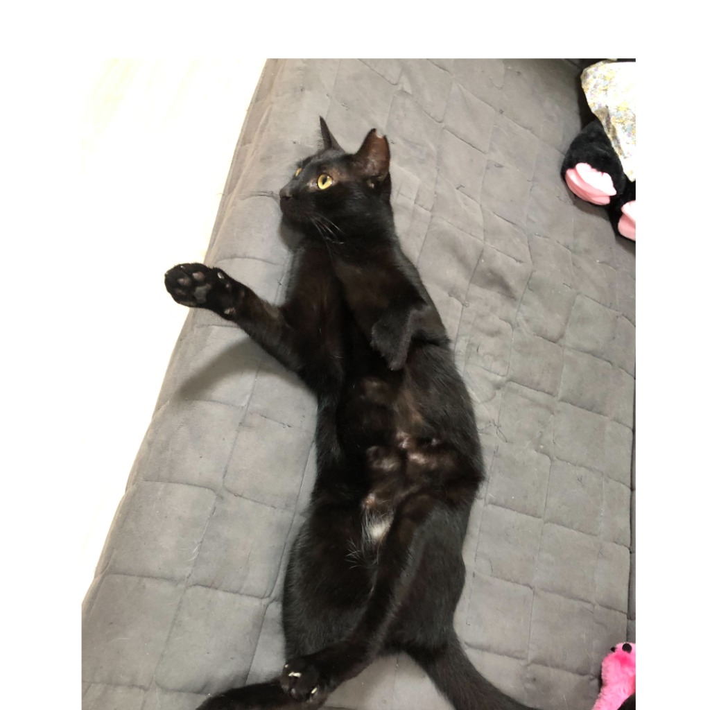 Photo of No. W14C0307-04, Adult · Male · Medium · Mixed breed