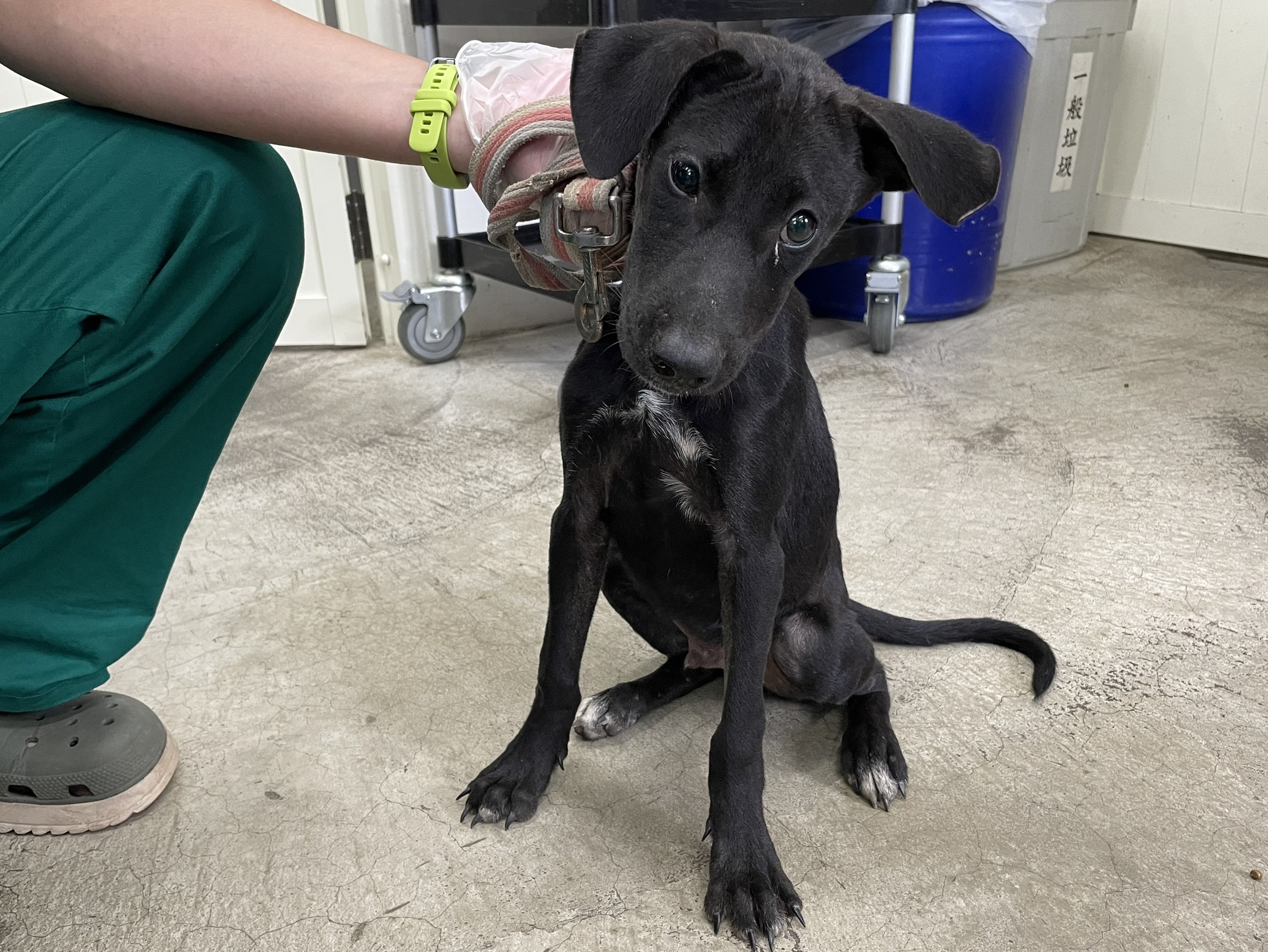 Photo of No. VAAAG114110310, Adult · Male · Medium · Mixed breed