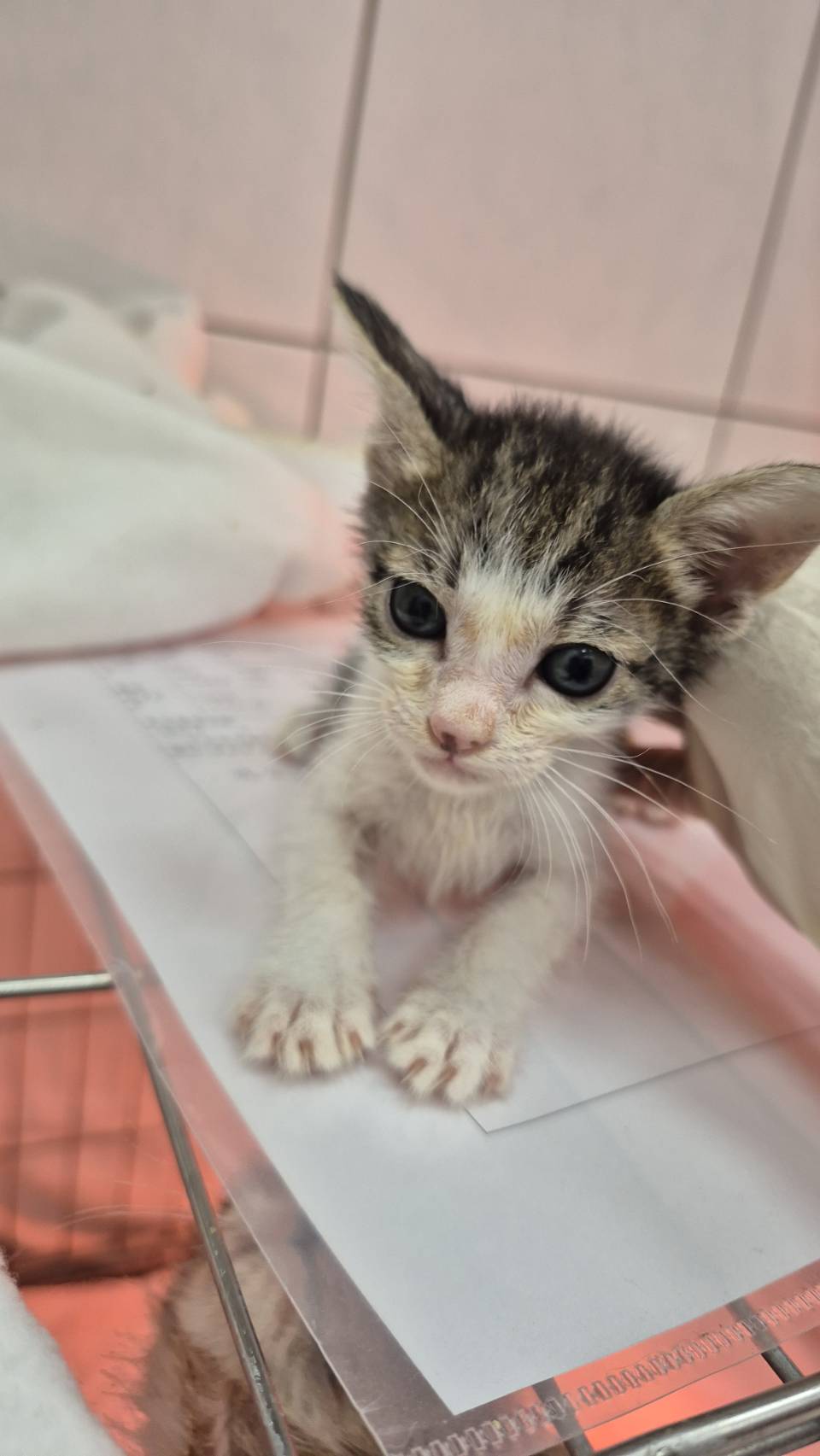 Photo of No. AAAIG1141104001, Young · Female · Small · Mixed breed