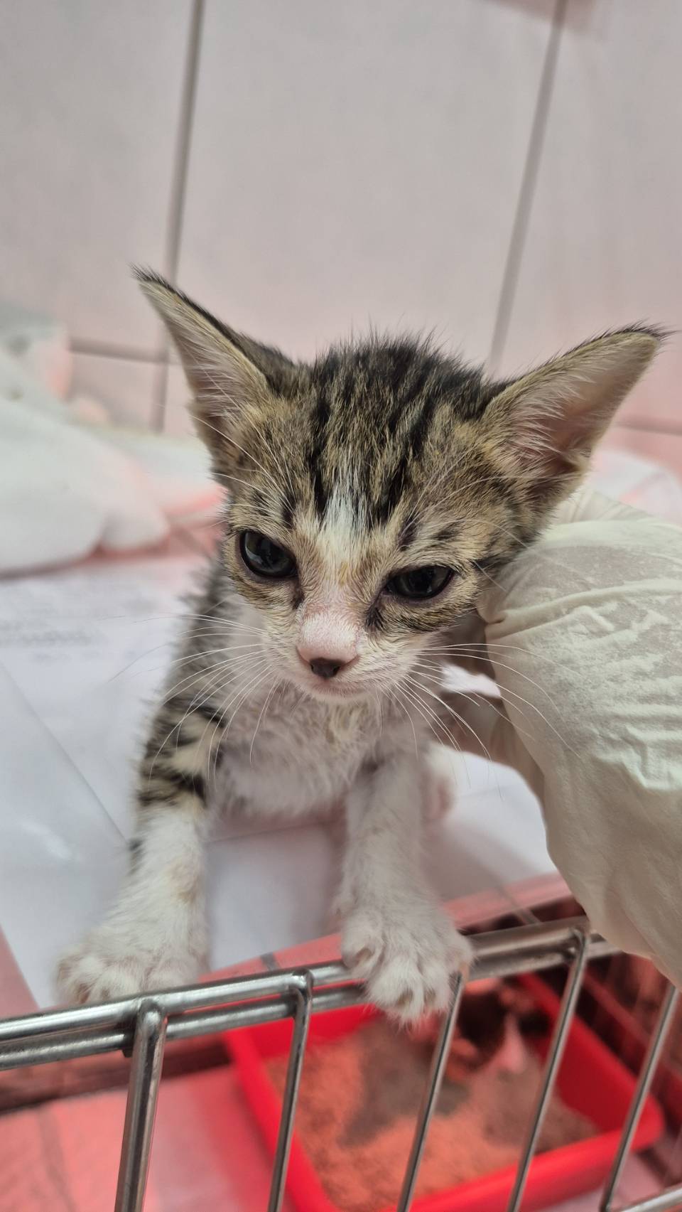 Tabby-and-white young male mixed-breed cat, Small, shelter no. …4003