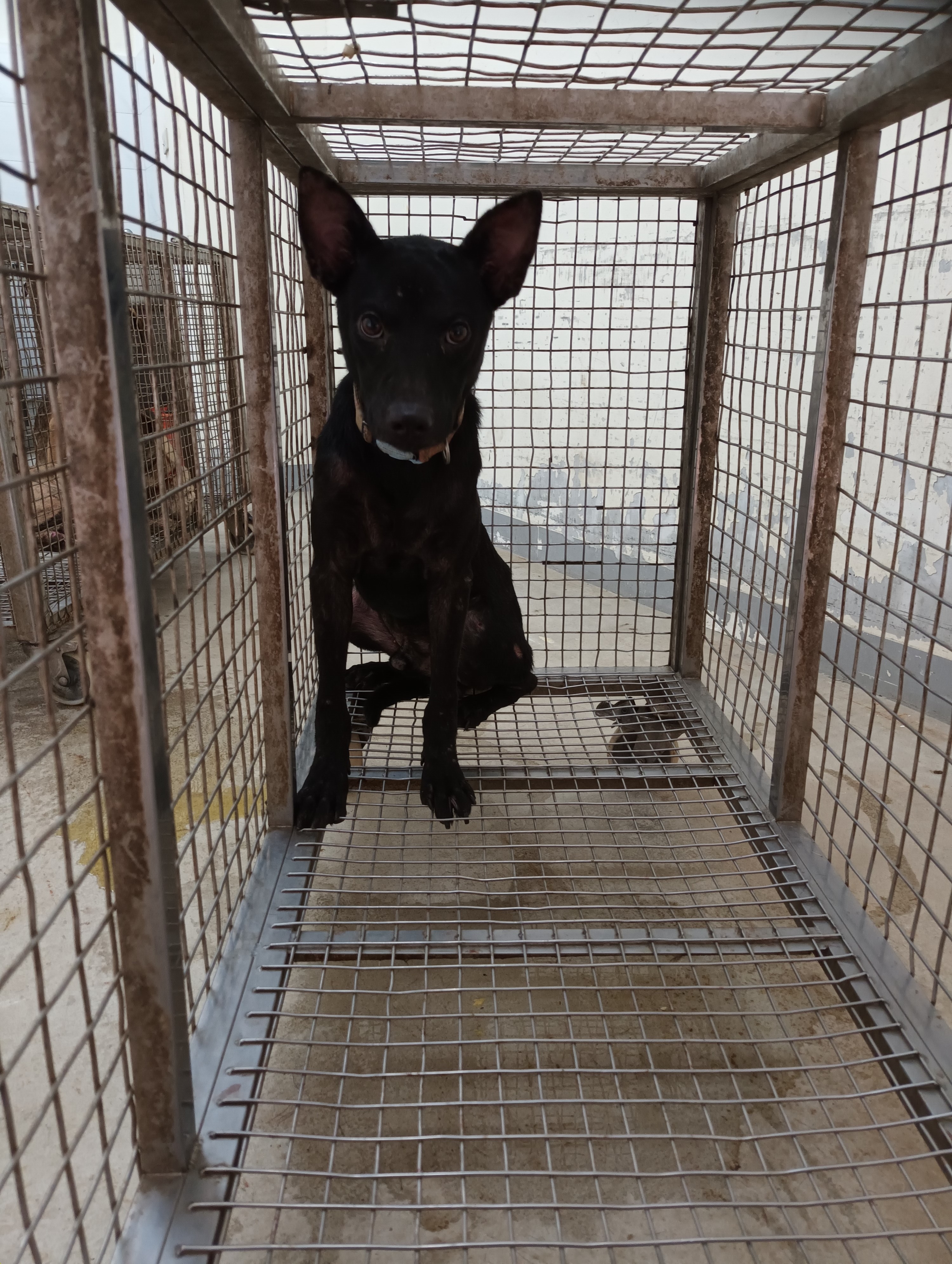 Photo of No. JAAAG1141105005, Adult · Male · Large · Mixed breed