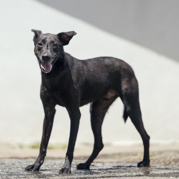 Photo of No. AAACG1110827001, Young · Male · Small · Mixed breed