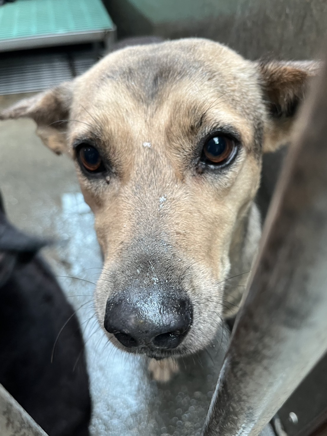 Brown-and-gray adult female mixed-breed dog, Medium, shelter no. …6001
