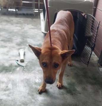 Photo of No. AAAHG1141106002, Adult · Male · Medium · Mixed breed