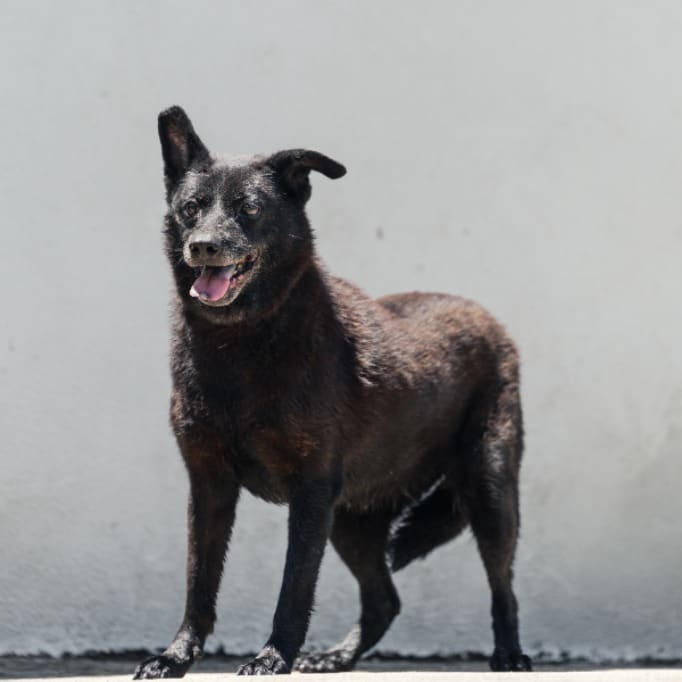 Photo of No. AAACG1070130002, Adult · Female · Medium · Mixed breed