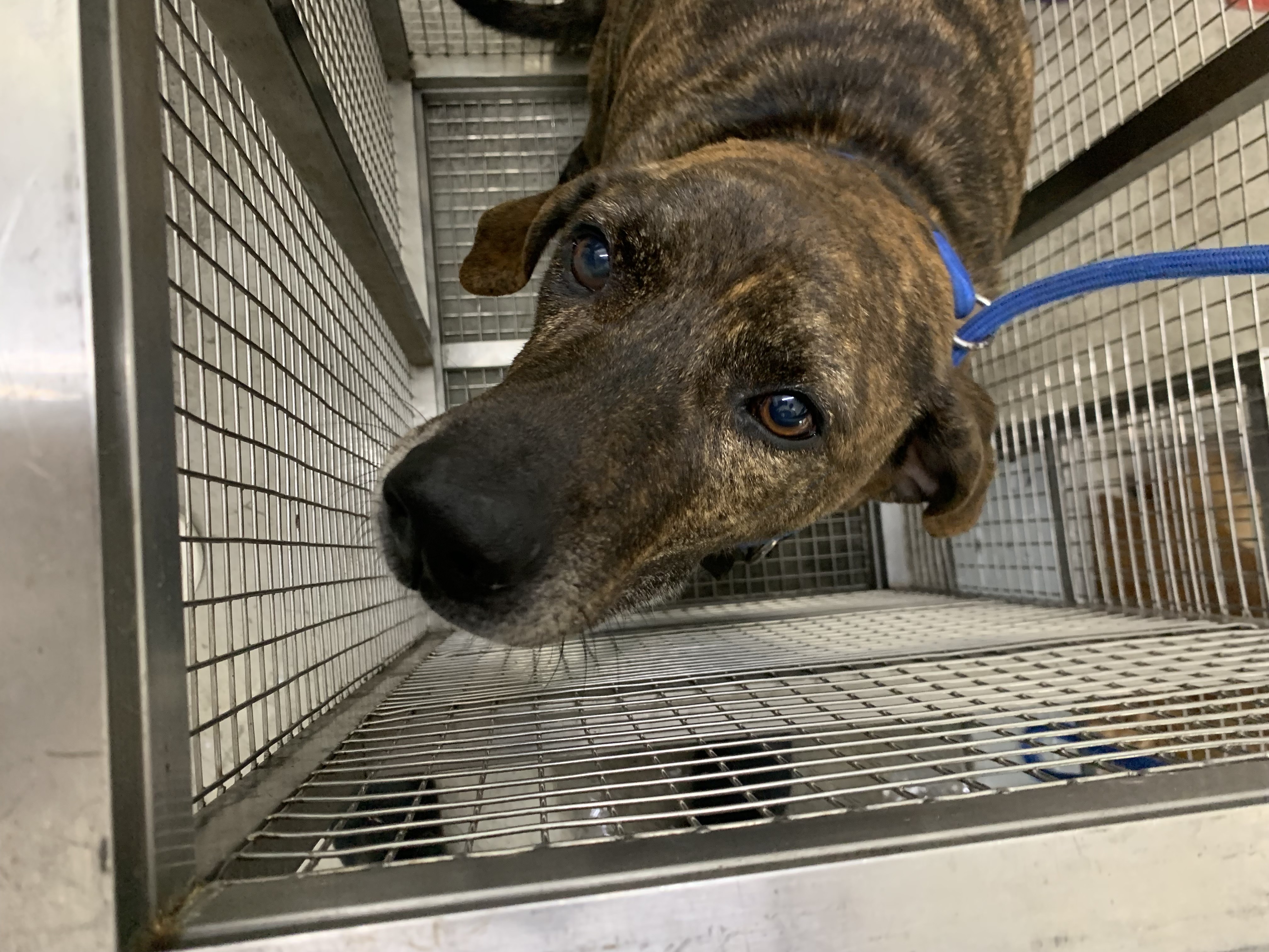 Photo of No. VAAAG114110810, Adult · Male · Large · Mixed breed