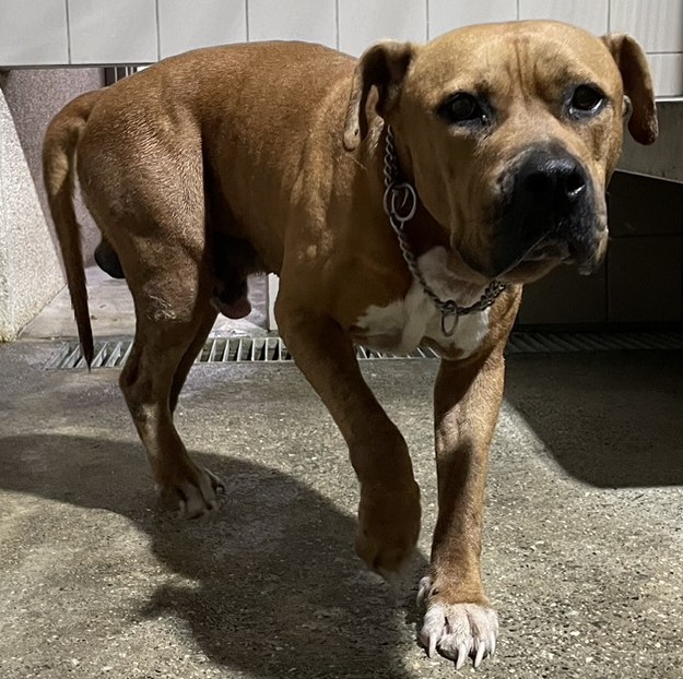 Photo of No. OAAAG1141110001, Adult · Male · Medium · American Pit Bull Terrier