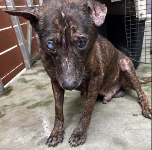 Photo of No. AAAHG1141111005, Adult · Male · Medium · Mixed breed