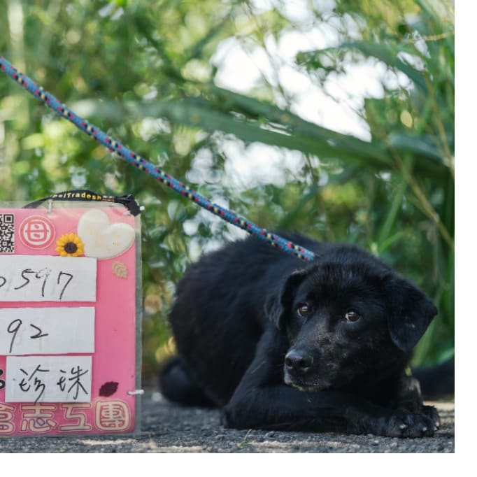 Photo of No. AAACG1091127002, Adult · Female · Medium · Mixed breed