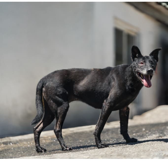Photo of No. AAACG1090122001, Adult · Female · Medium · Mixed breed