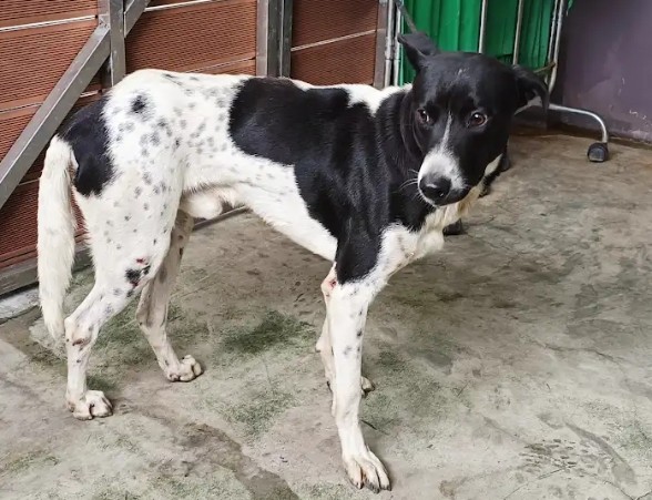Photo of No. AAAHG1141111006, Adult · Male · Medium · Mixed breed