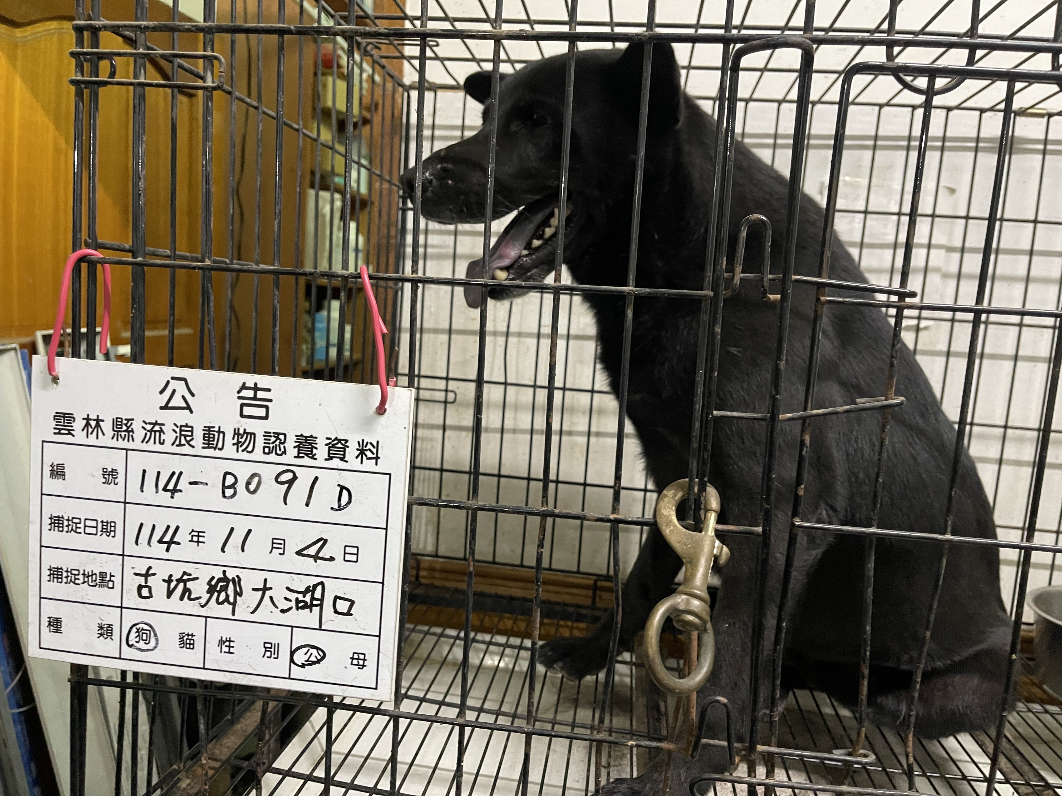 Photo of No. 114-B091D, Adult · Male · Large · Mixed breed