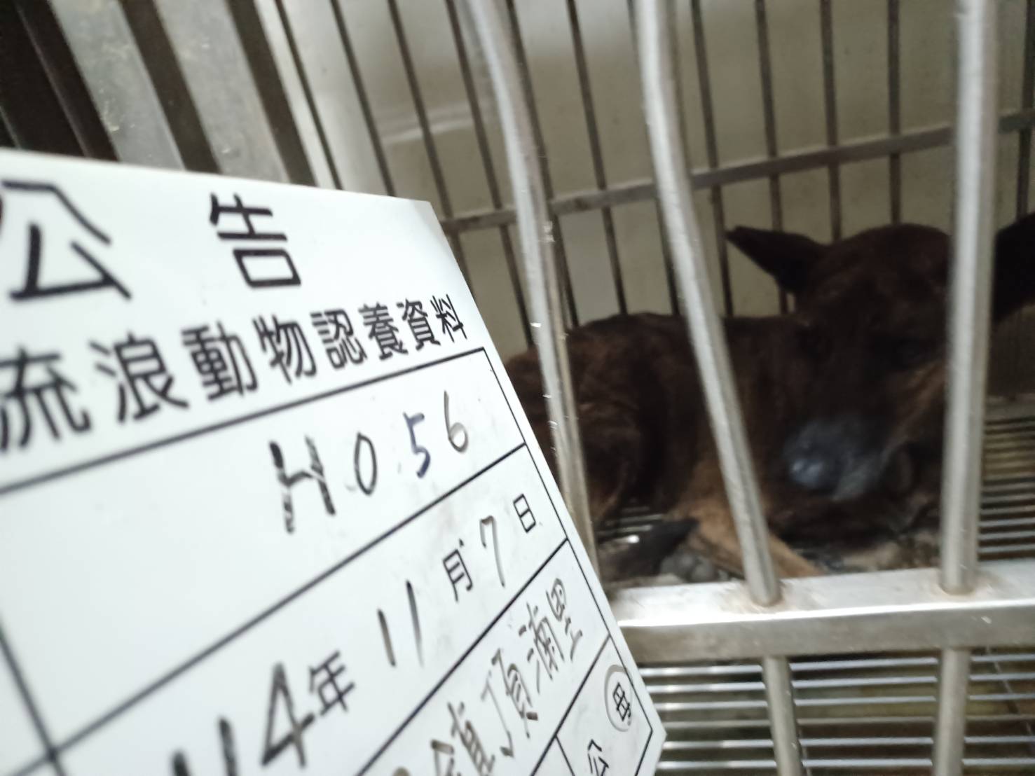 Photo of No. 114-H056D, Adult · Female · Large · Mixed breed