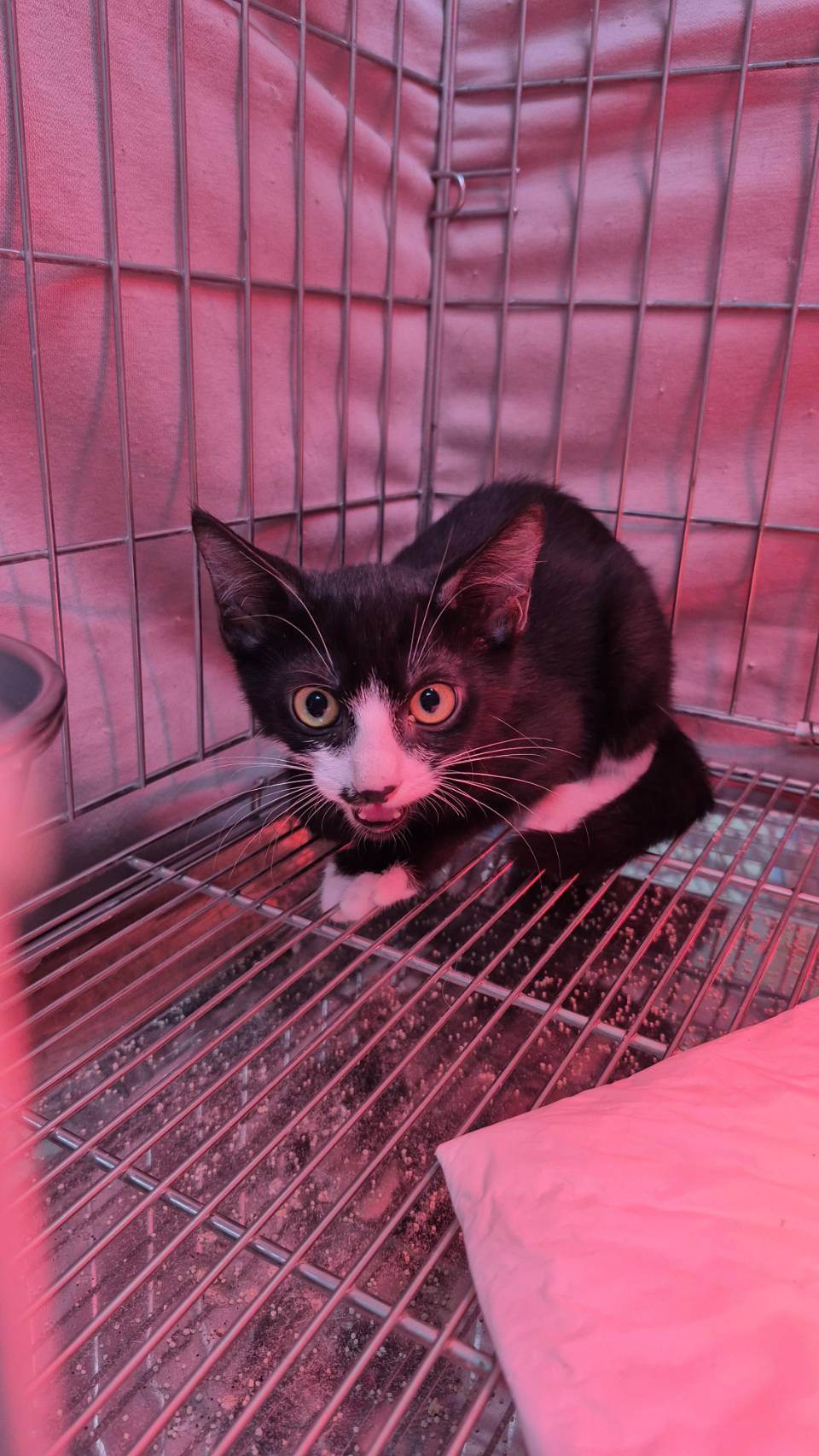 Photo of No. AAAIG1141114001, Young · Male · Small · Mixed breed