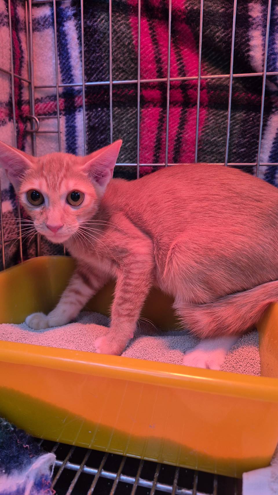 Photo of No. AAAIG1141114002, Young · Male · Small · Mixed breed