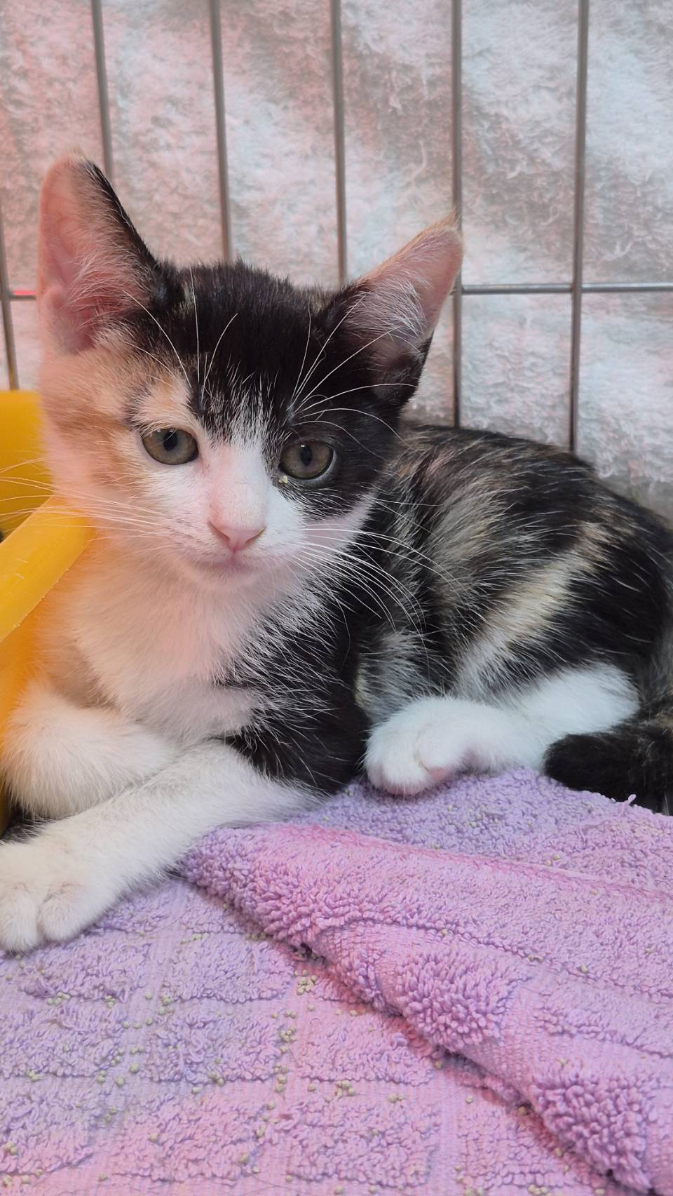 Photo of No. AAAIG1141114007, Young · Female · Small · Mixed breed