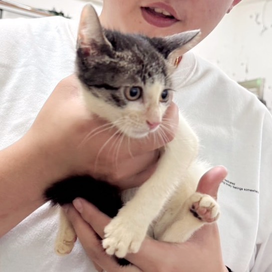 Photo of No. AAACG1141120001, Young · Female · Medium · Mixed breed