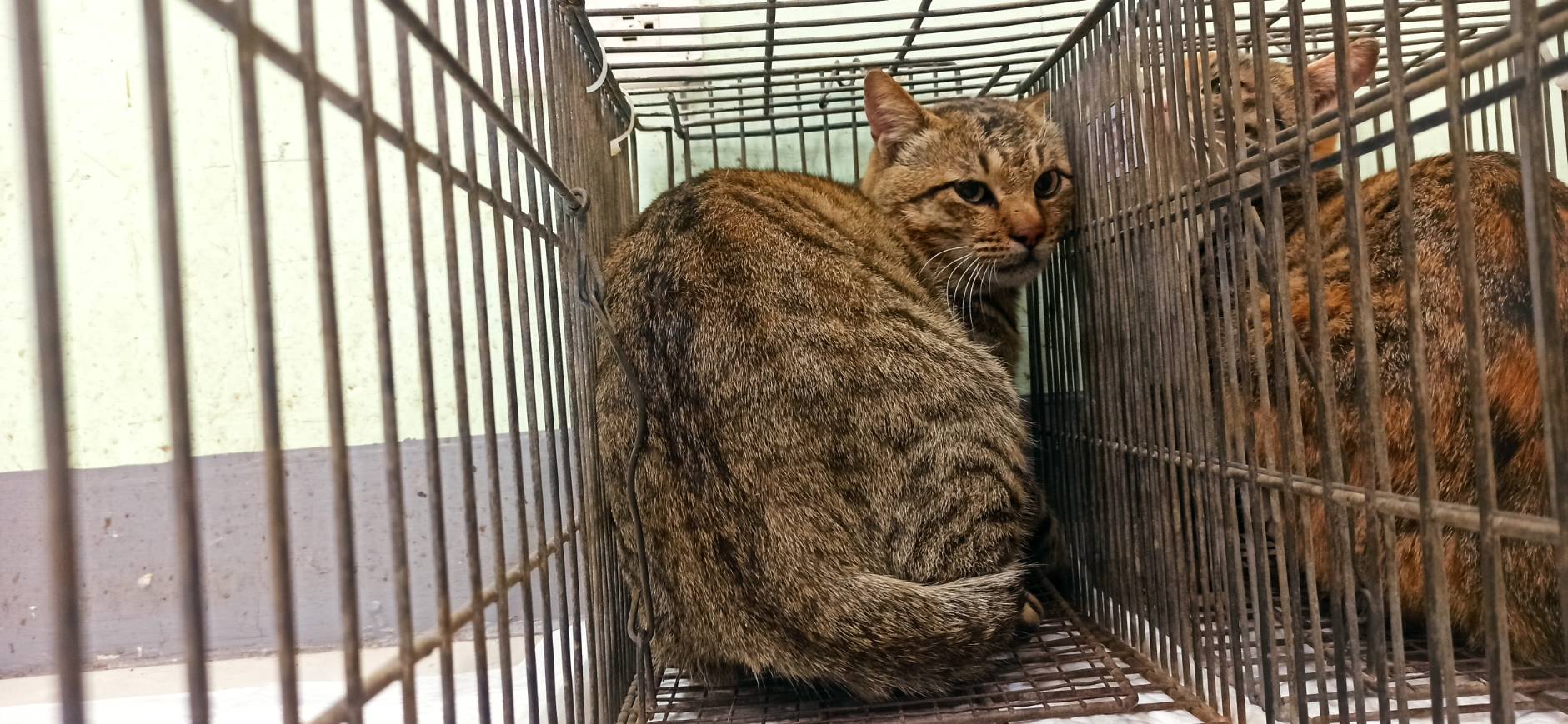 Adult male mixed-breed cat, Small, shelter no. …9C01