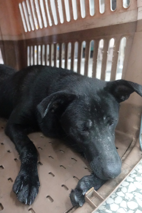 Photo of No. 1141982, Adult · Male · Large · Mixed breed