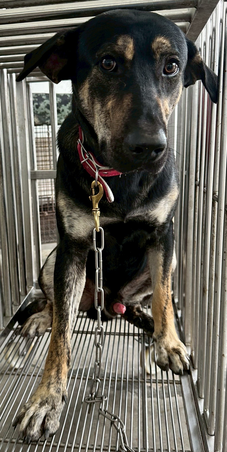 Black-and-brown adult male mixed-breed dog, Medium, shelter no. …1008