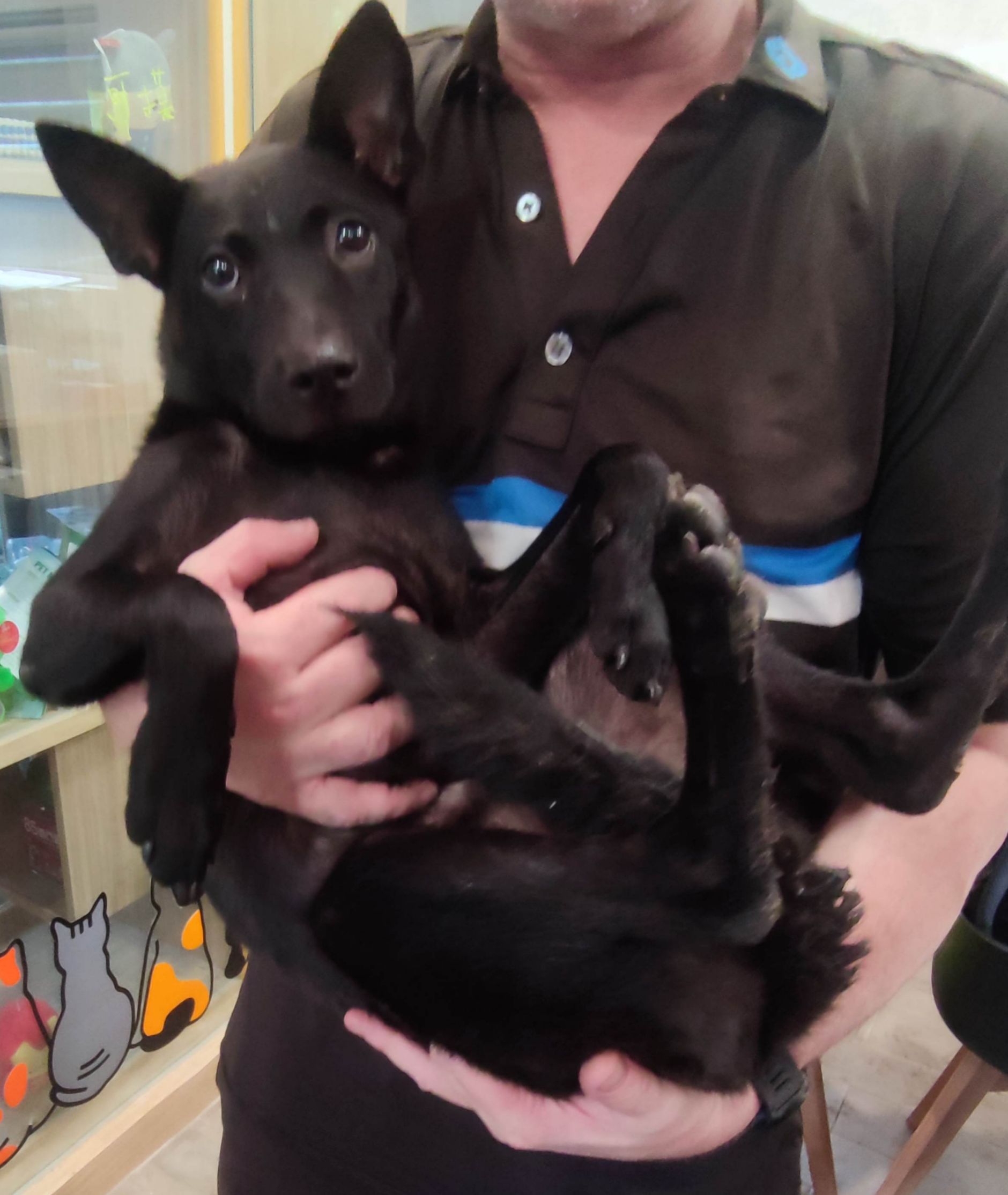 Photo of No. AAAEG1141122001, Young · Female · Medium · Mixed breed