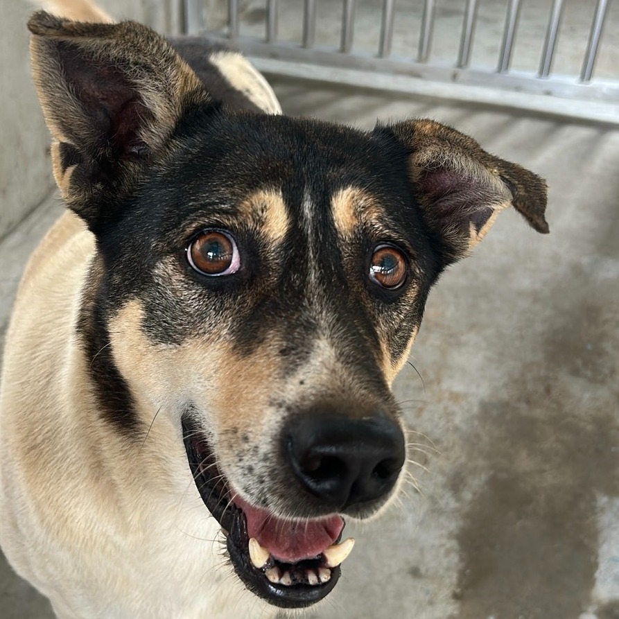 Photo of No. PAAAG1141123015, Adult · Male · Large · Mixed breed
