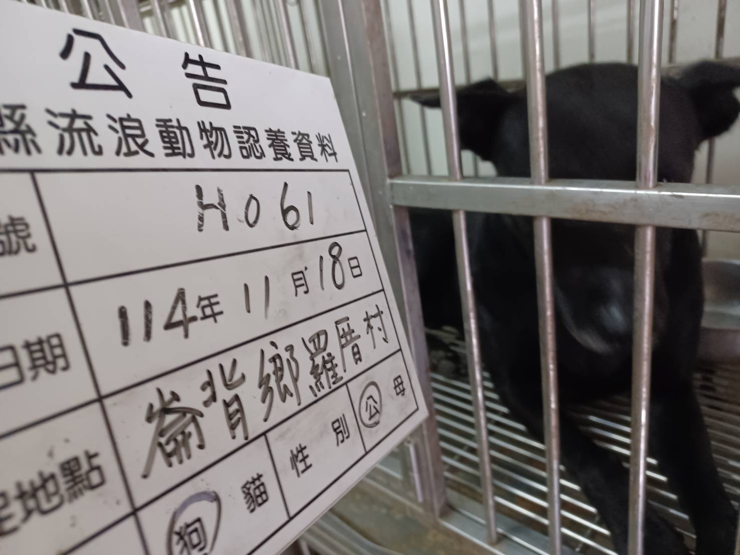 Photo of No. 114-H061D, Adult · Male · Large · Mixed breed