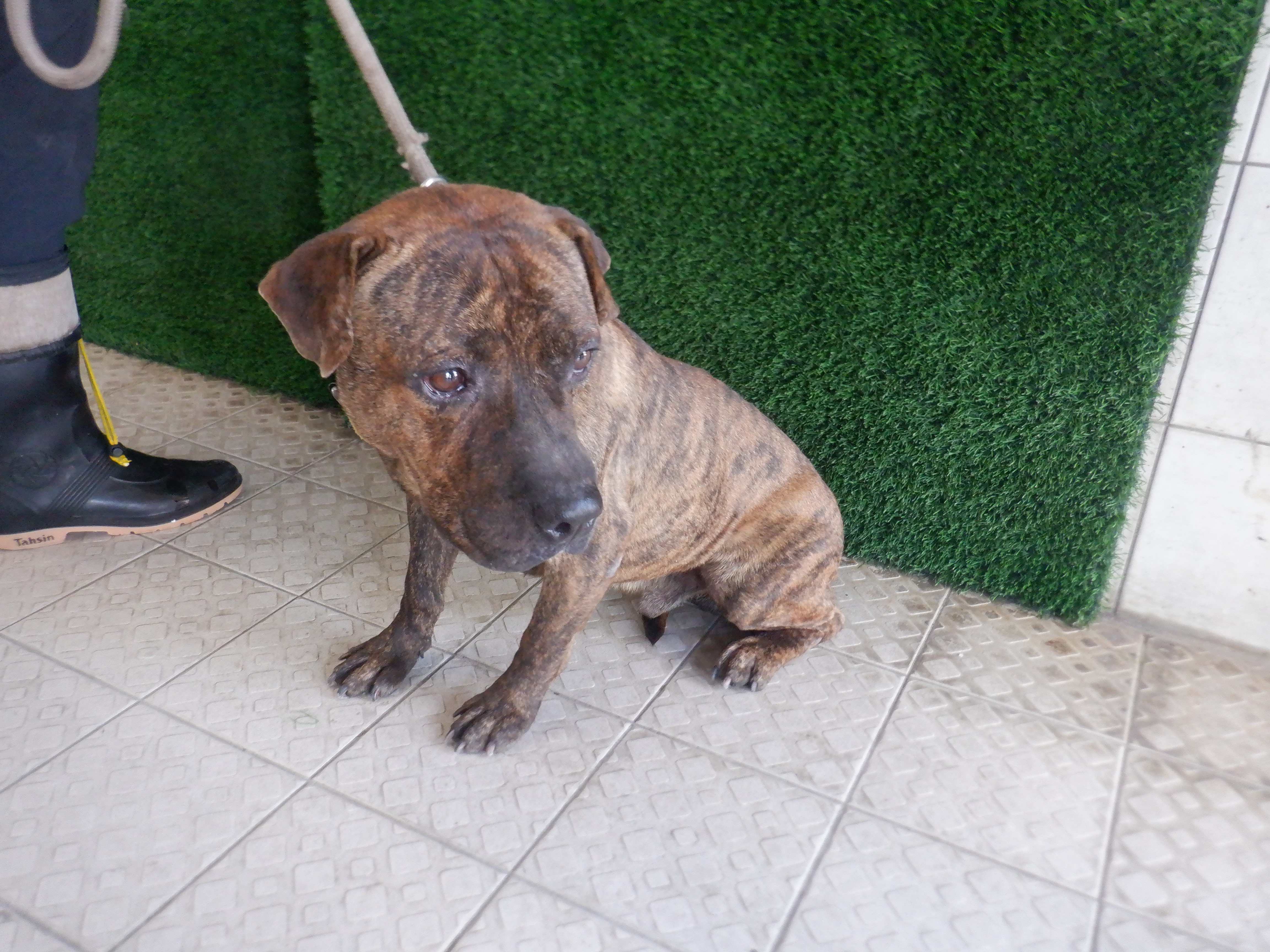 Photo of No. HAAAG1141124715, Adult · Male · Medium · Mixed breed