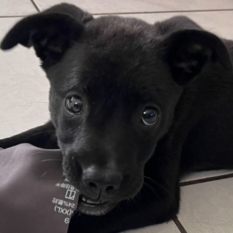 Black young female mixed-breed dog, Small, shelter no. …3011