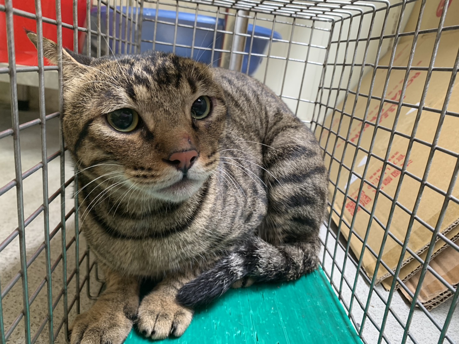 Photo of No. VAAAG114112508, Adult · Male · Small · Mixed breed