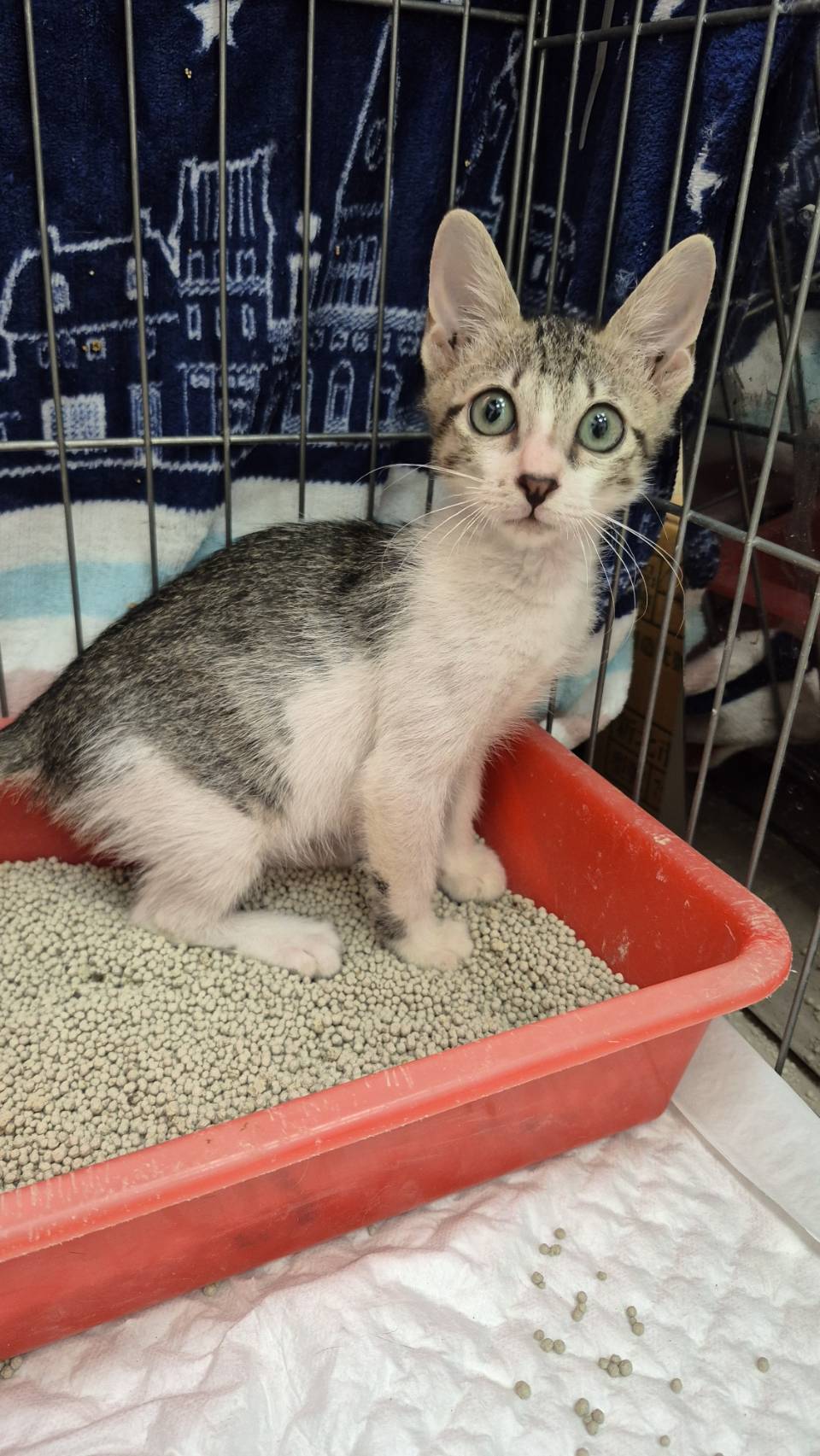 Photo of No. AAAIG1141126001, Young · Male · Small · Mixed breed