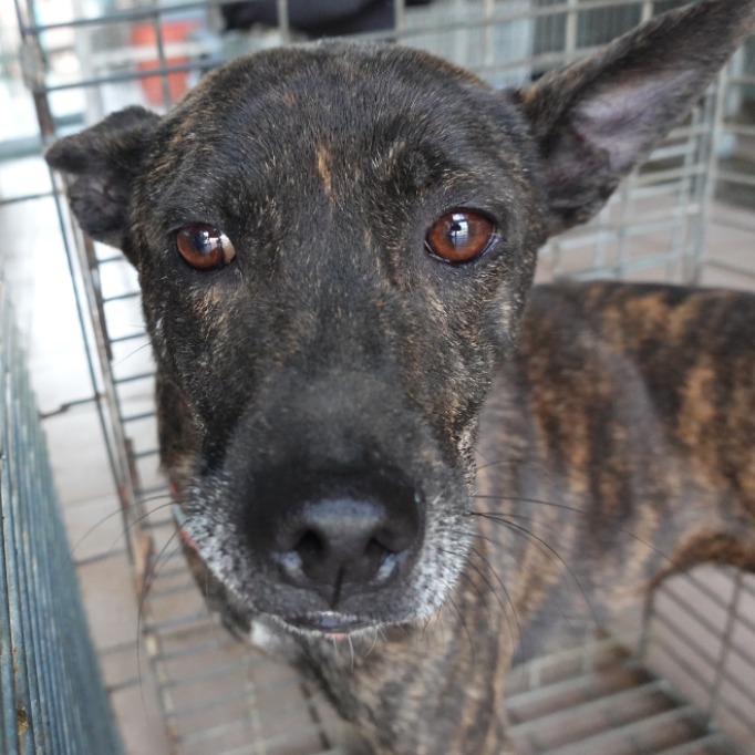 Photo of No. W141126-05, Adult · Female · Medium · Mixed breed