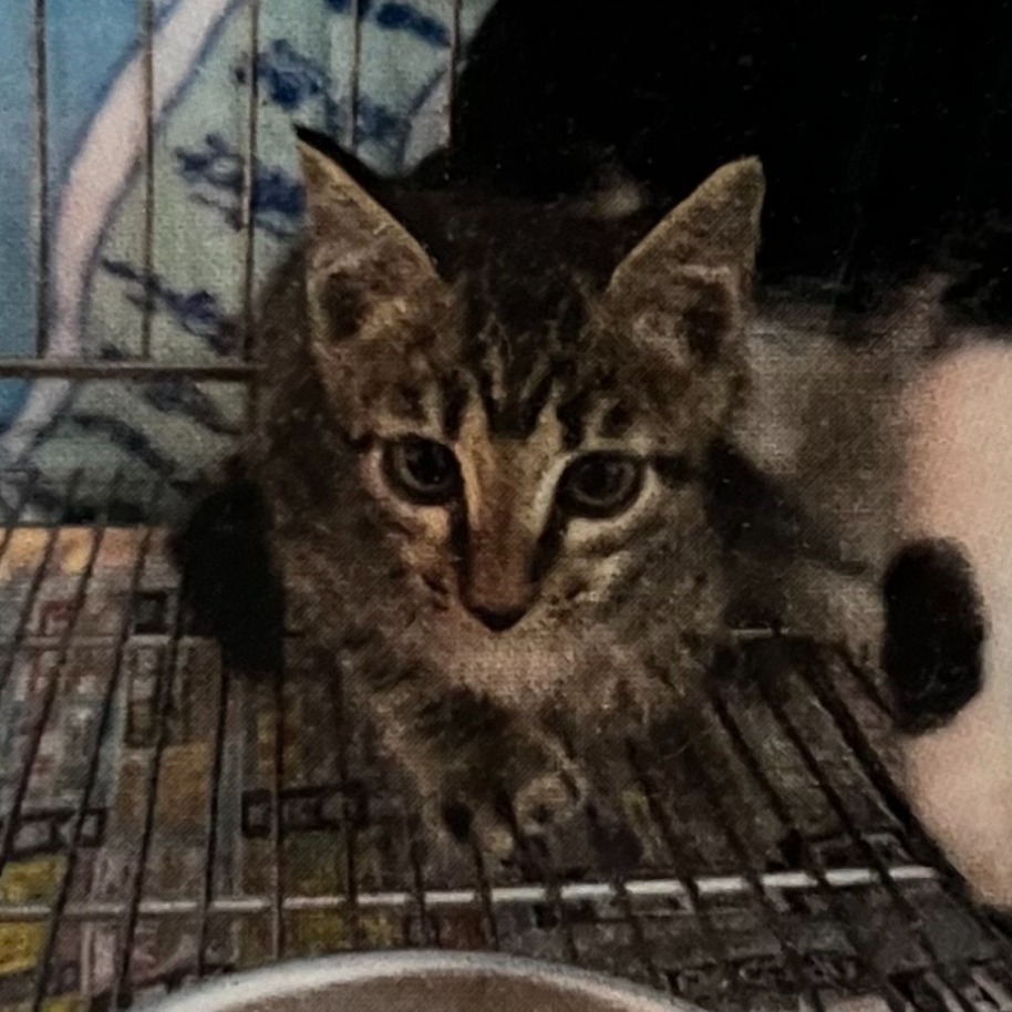 Photo of No. AAACG1141127001, Young · Female · Medium · Mixed breed