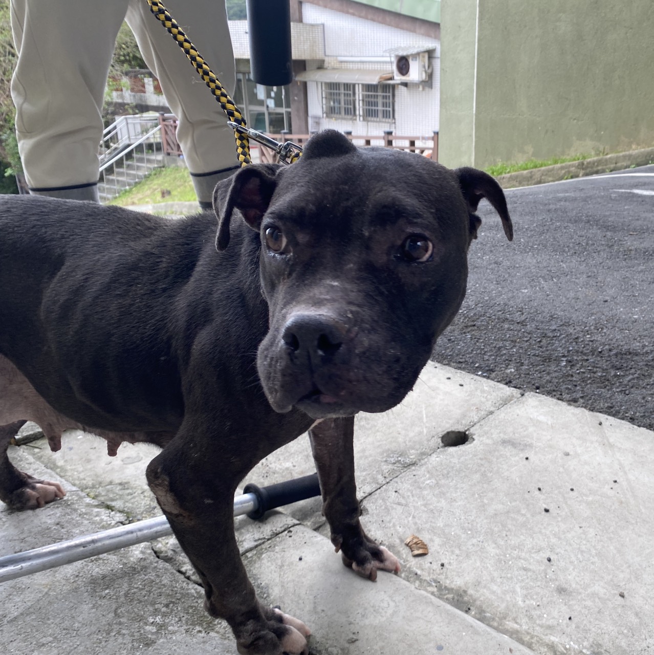 Photo of No. QAAAG1141127001, Adult · Female · Medium · Mixed breed