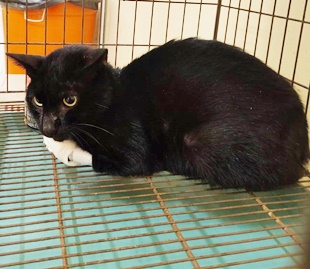 Photo of No. FAABG11411260010, Adult · Male · Small · Mixed breed