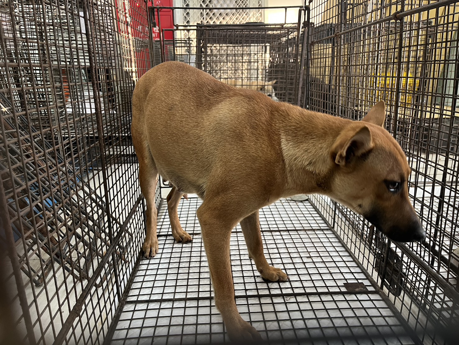 Tan adult female mixed-breed dog, Medium, shelter no. …1D01