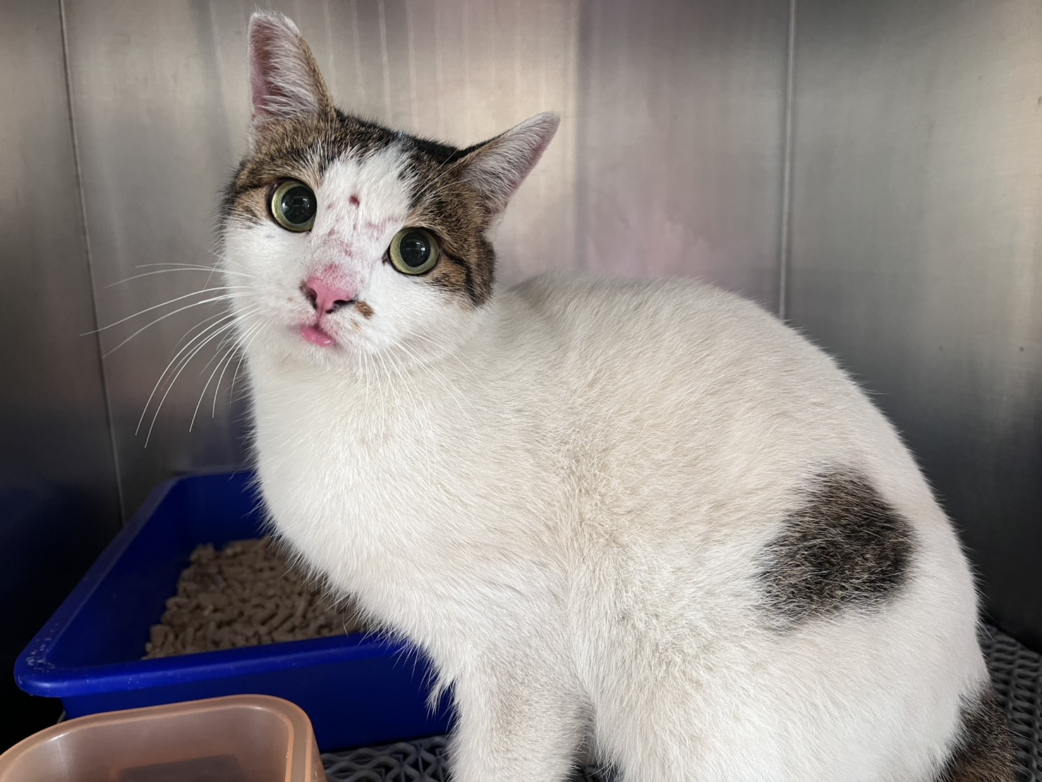 Photo of No. CAAAG1141202005, Adult · Female · Medium · Mixed breed